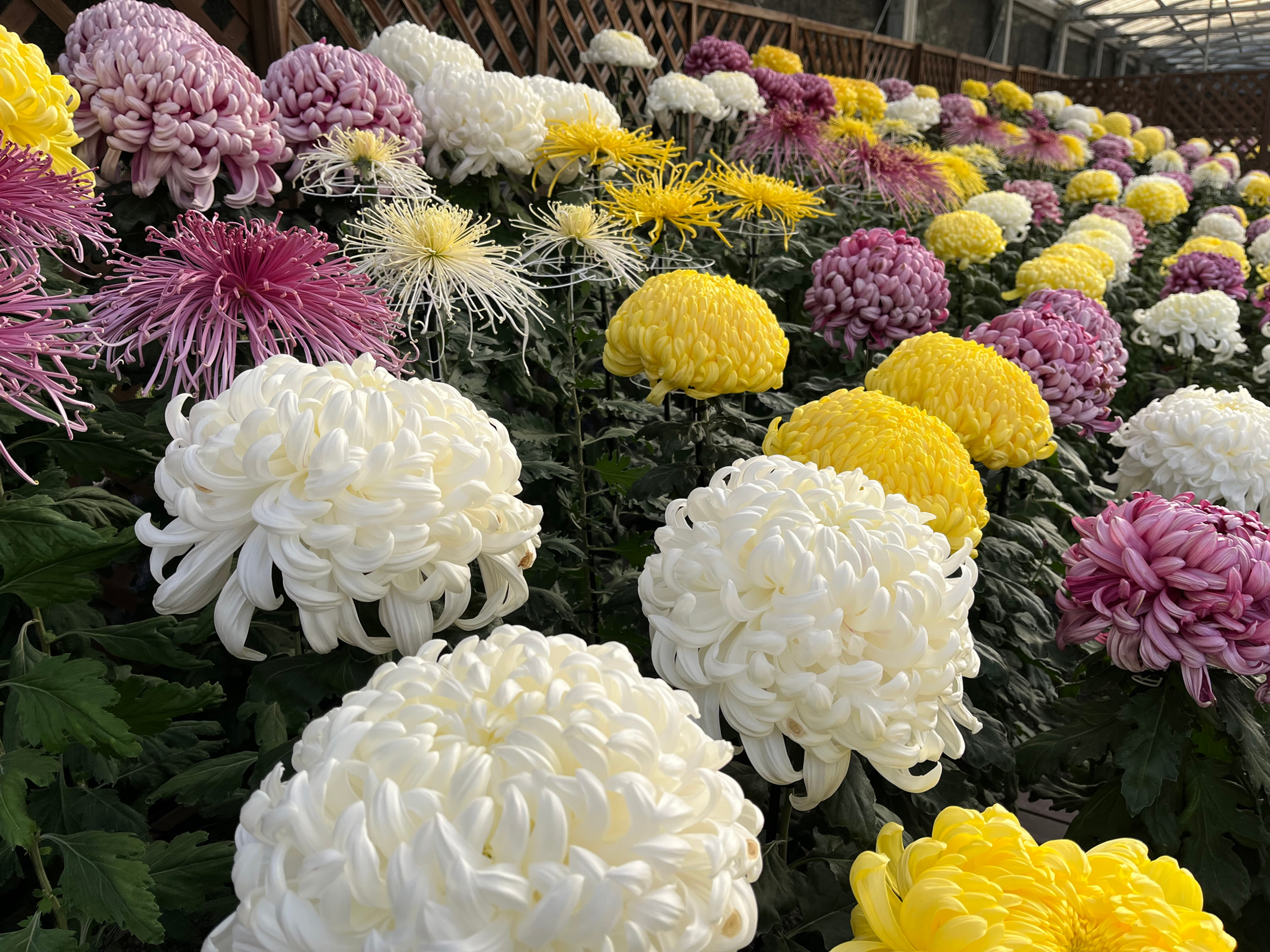7/5(日)】菊講習会 | 【公式】京都府立植物園ウェブサイト